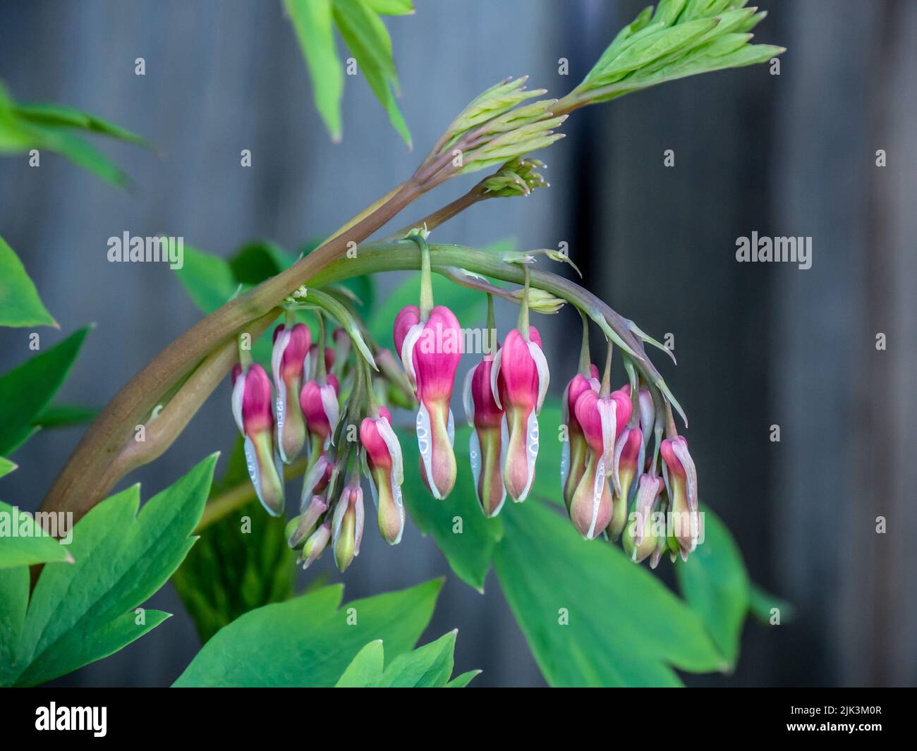 Close-up of the pink and white flowers on a bleeding-heart plant that is starting to bloom in a garden on a warm spring day in May. Stock Photo