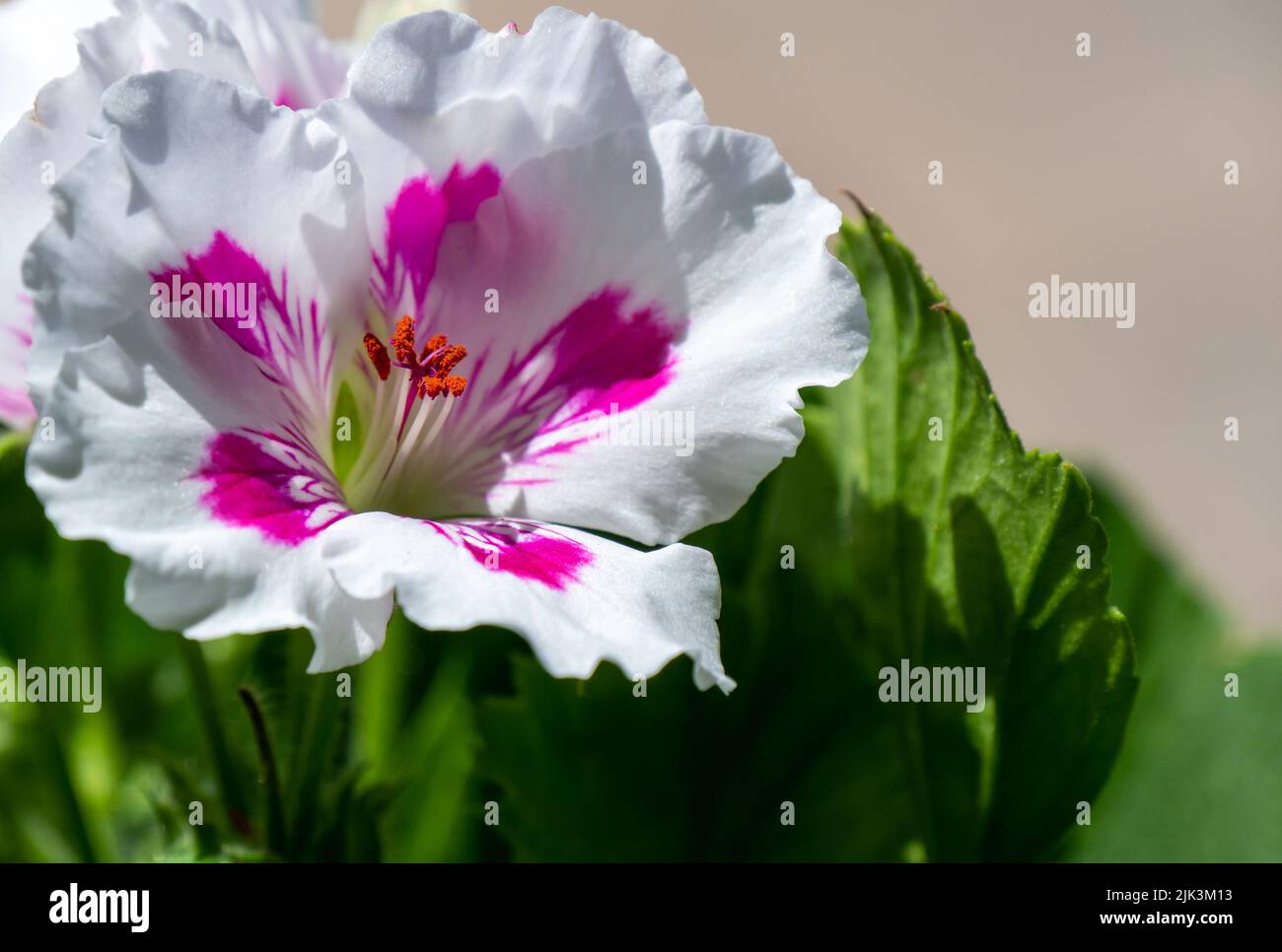 Close-up of the pink and white flower on a royalty white geranium that is growing in a flower garden on a bright sunny spring day in May. Stock Photo