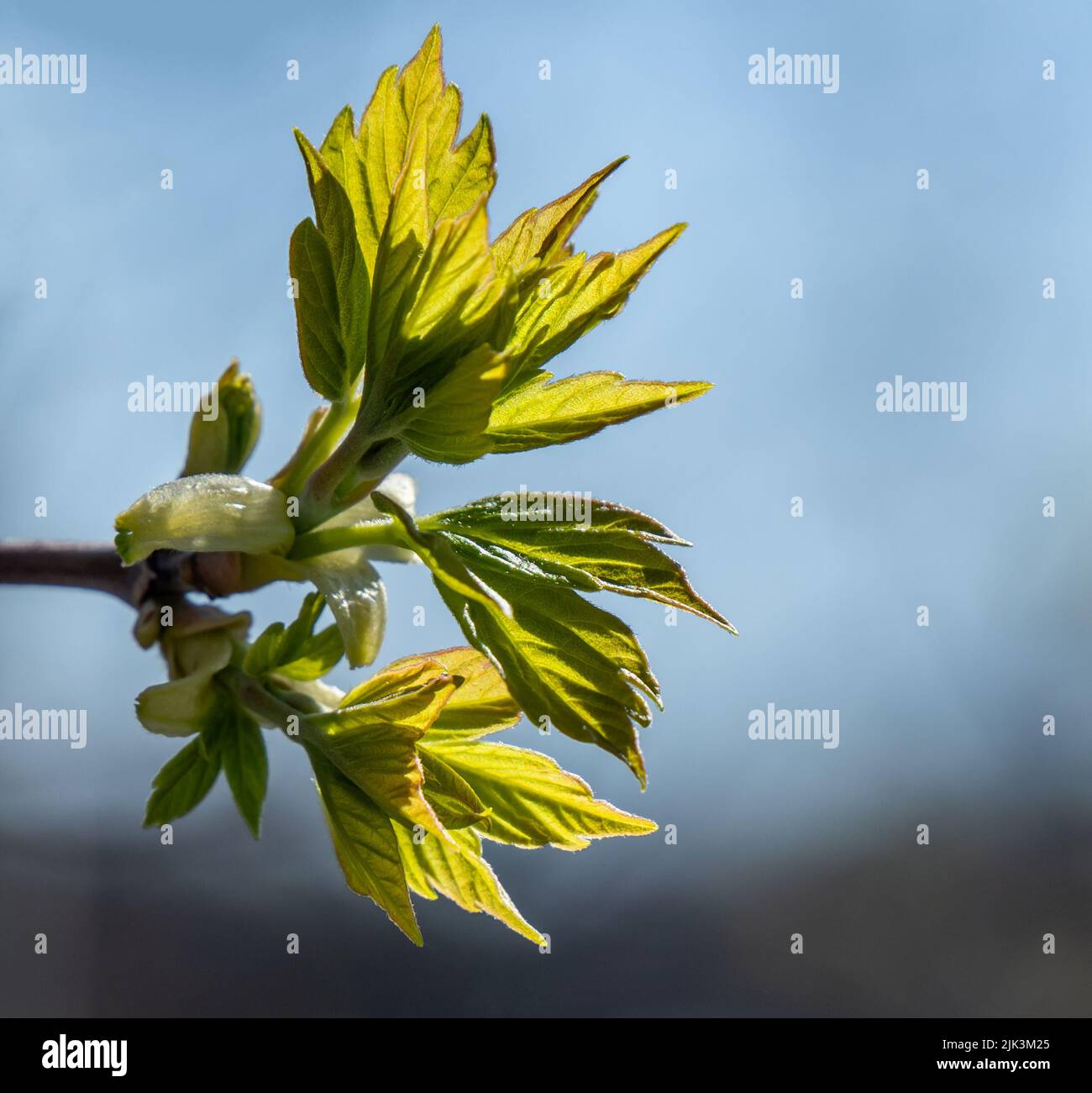 Close-up of the new spring leaves on a box elder maple tree that is growing at the edge of a forest on a bright sunny day in May. Stock Photo