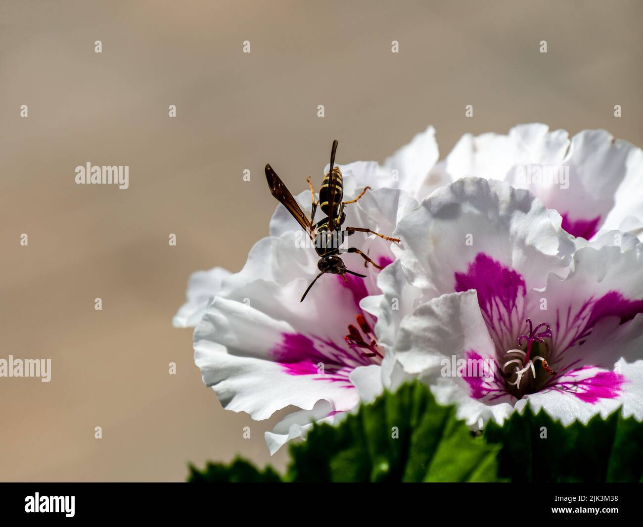 Close-up of a wasp collecting nectar from the pink and white flower on ...