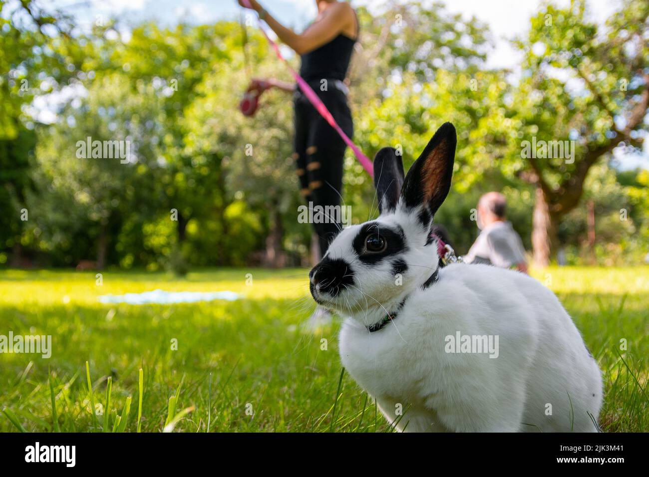 Little funny black and white rabbit on a leash walks in the garden. Walking a fluffy pet rabbit
