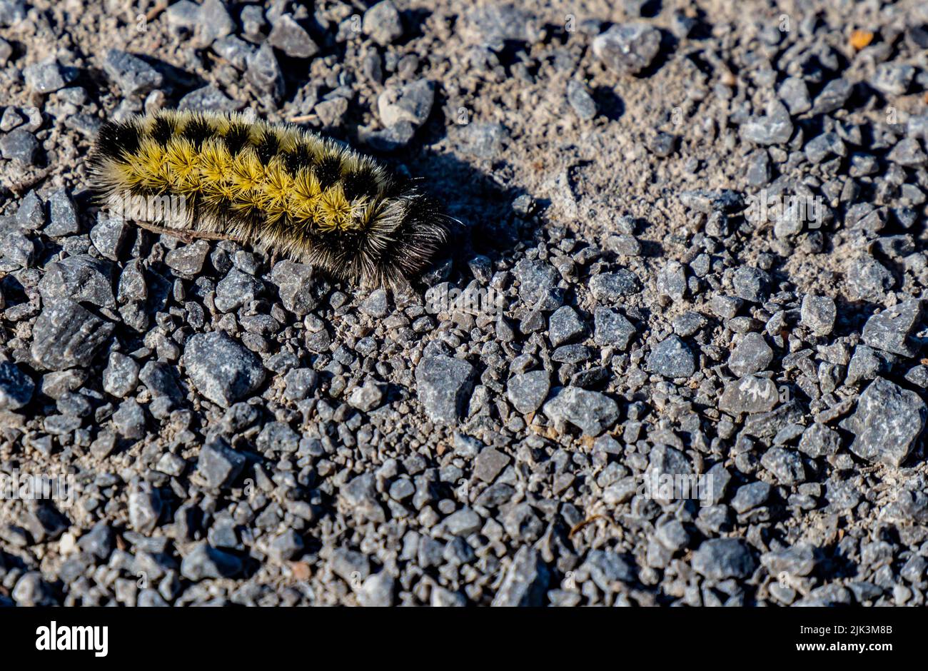 Garden tiger moth caterpillar hi-res stock photography and images - Alamy
