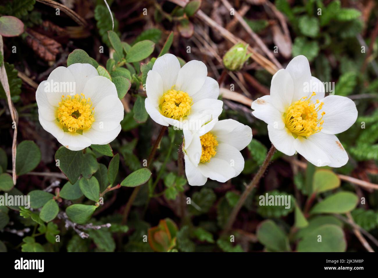 Mountain avens Stock Photo