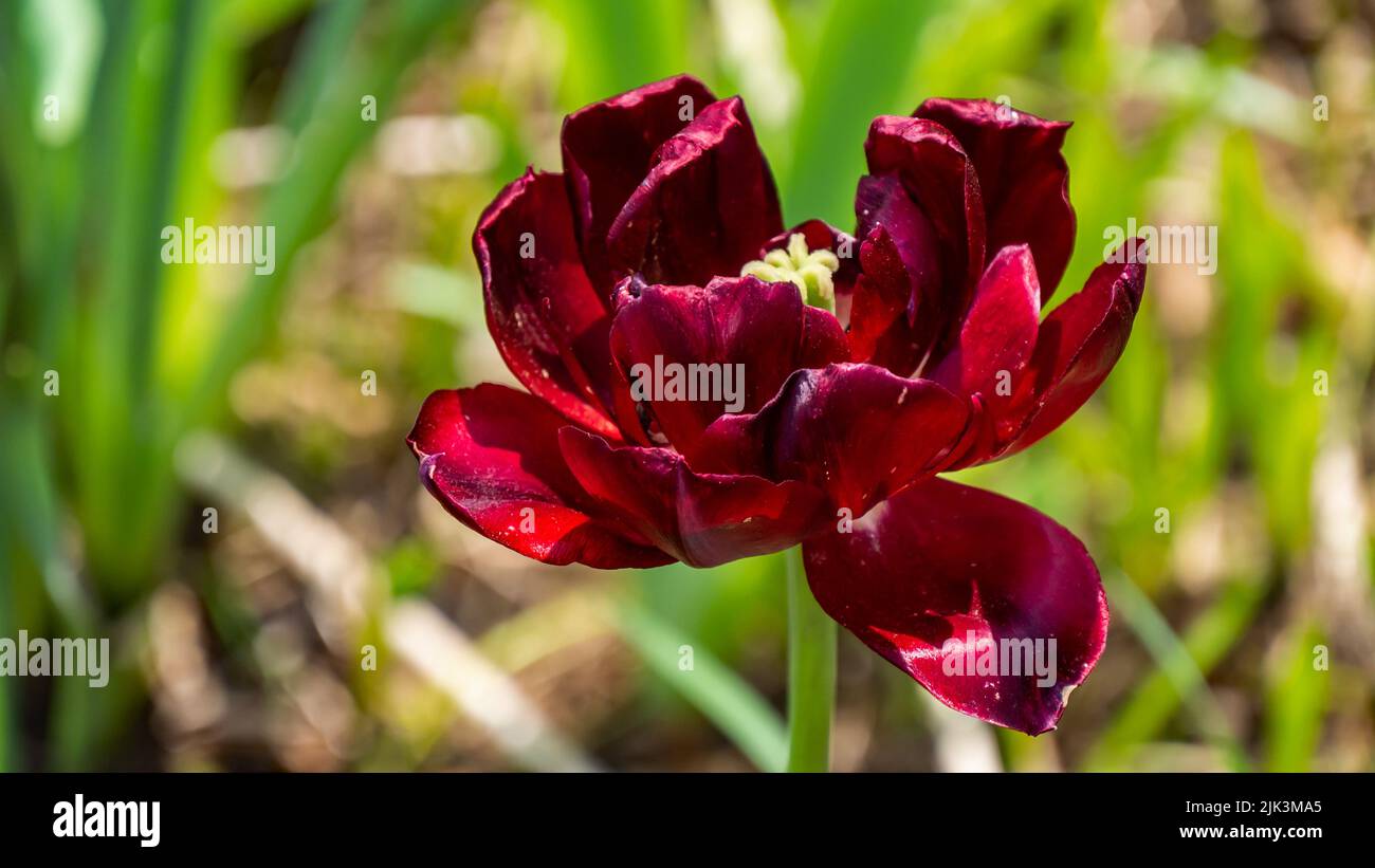 Close-up of a red tulip flower that is starting to wilt in a garden on a sunny spring day in May with a blurred background. Stock Photo