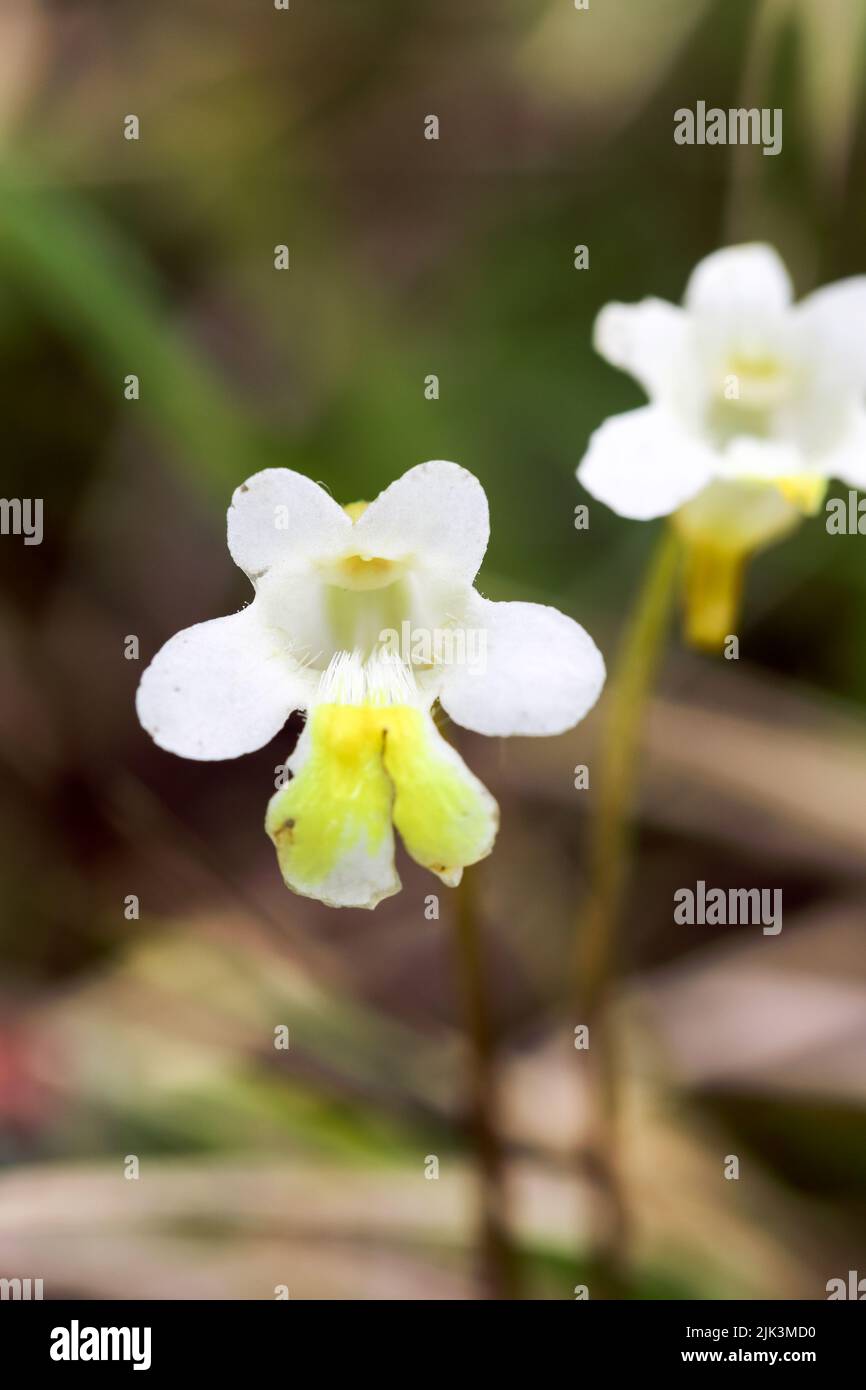 Small blooming alpine flower hi-res stock photography and images - Alamy