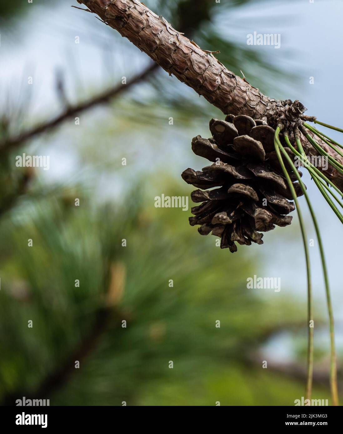 Low hanging tree branches hi-res stock photography and images - Alamy
