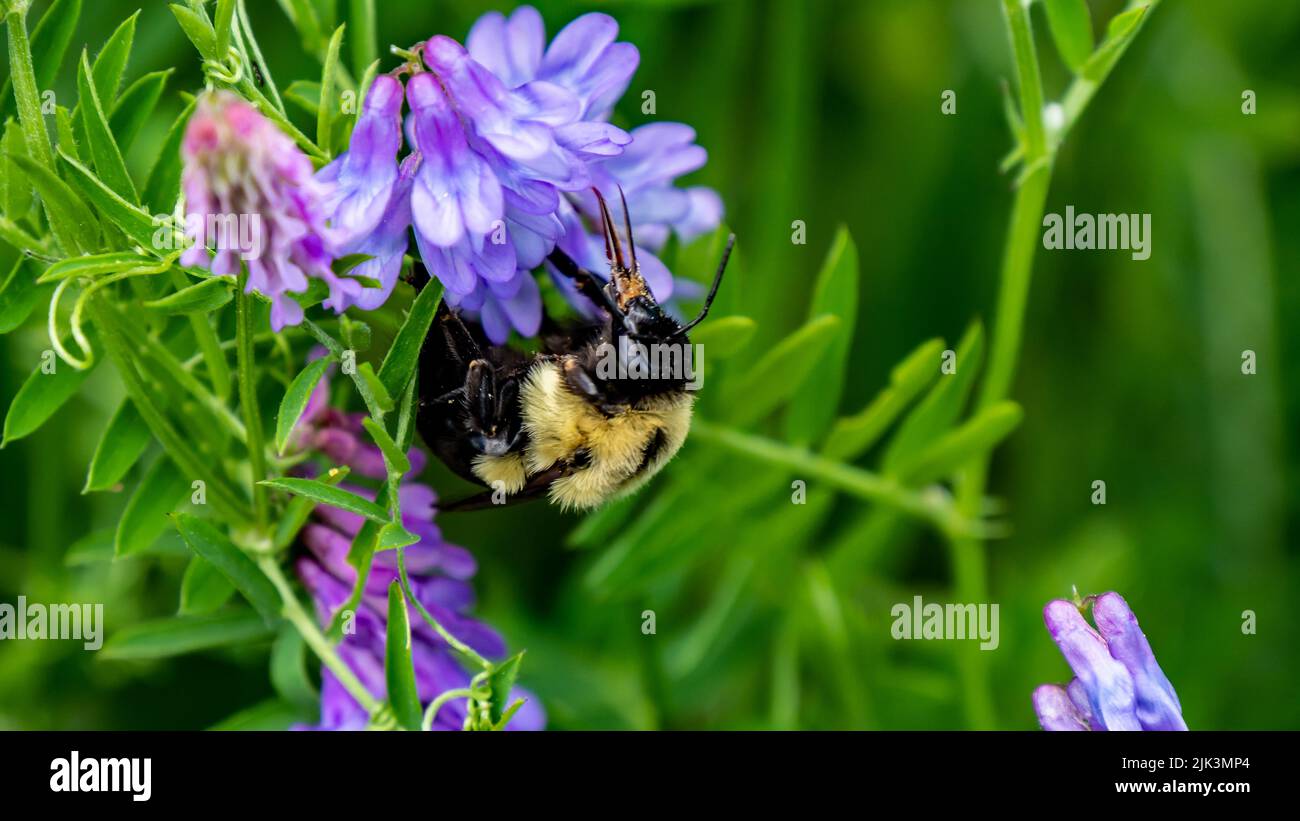Close-up of a bumblebee collecting nectar from the purple flowers on a cow vetch plant that is growing in a field on a warm day in June. Stock Photo
