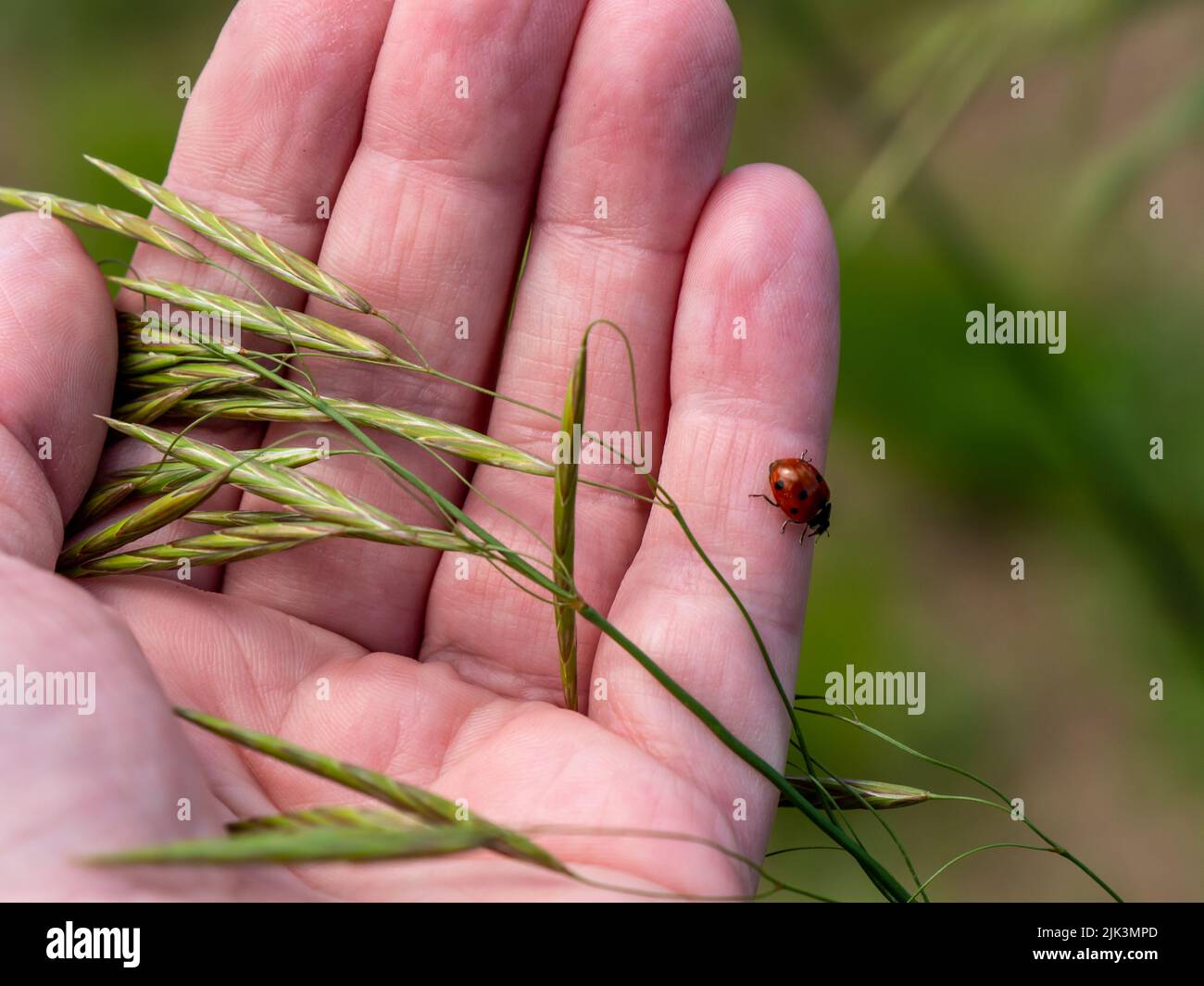 Bone Grass Sambau Type Plant That Stock Photo 2316250677