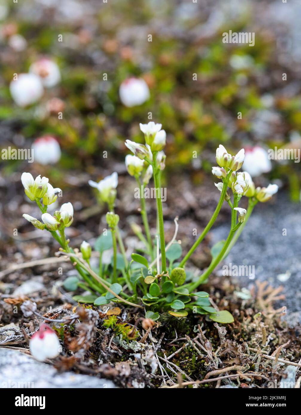 Alpine bittercress flowering Stock Photo