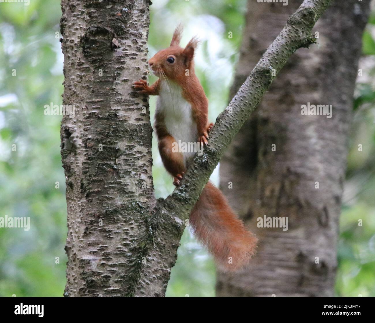 Red Squirrel in a tree Stock Photo
