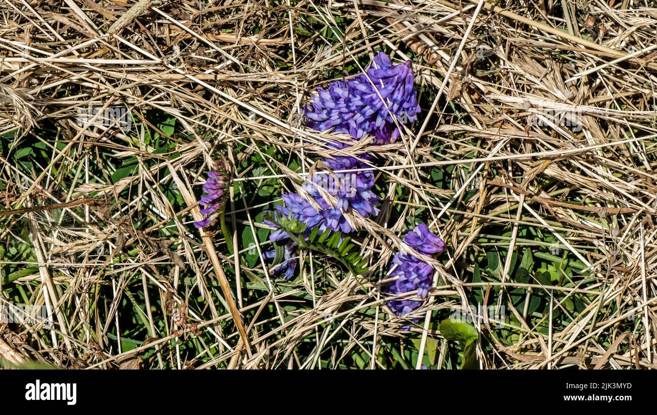 Tall dry grass purple flowers hi-res stock photography and images - Alamy