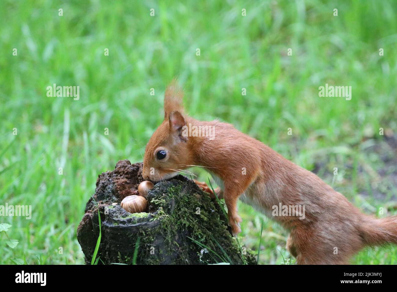 Red Squirrel eating hazelnuts Stock Photo
