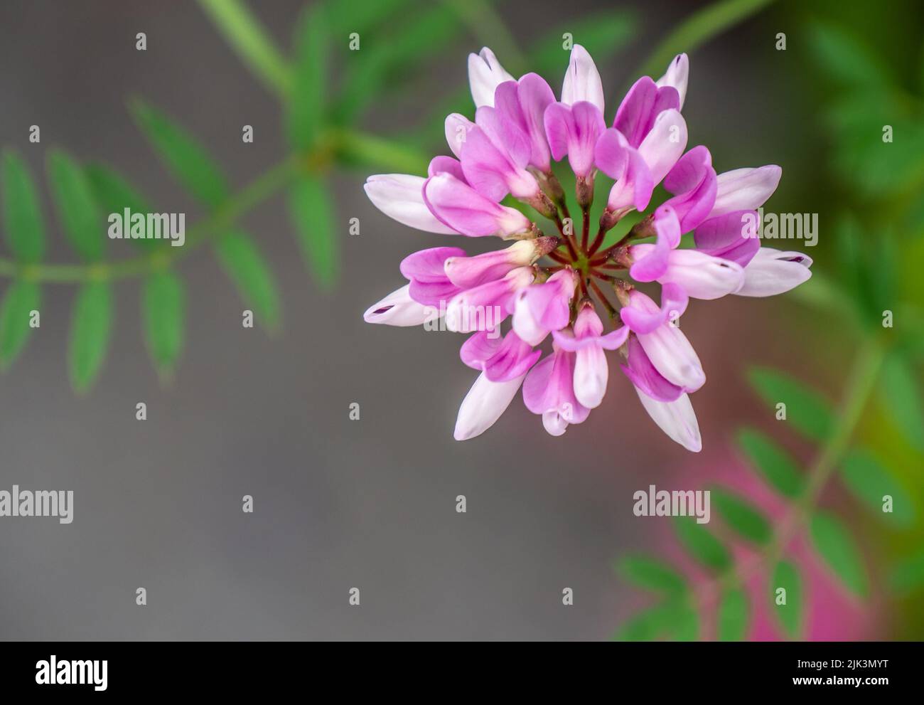 Close-up of the pink flower on a common crownvetch plant that is growing in a flower garden on a bright summer day in June with a blurred background. Stock Photo