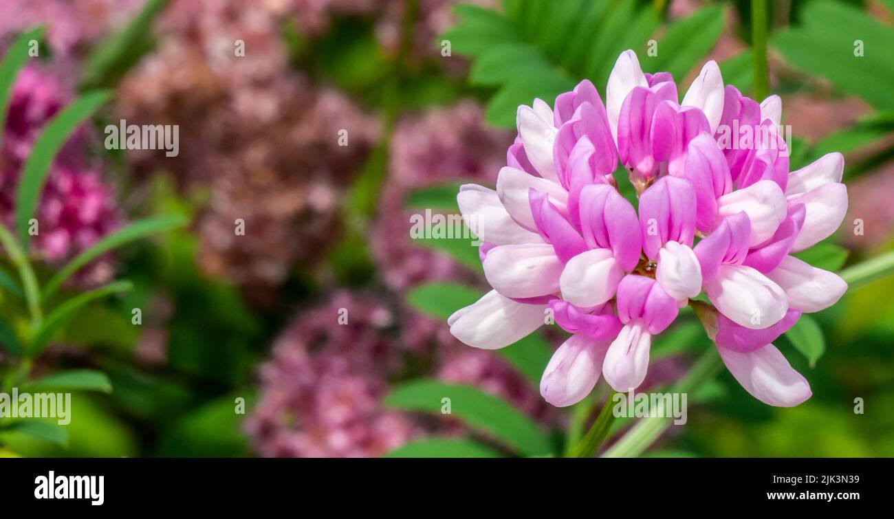 Close-up of the pink flower on a common crownvetch plant that is growing in a flower garden on a bright summer day in June with a blurred background. Stock Photo