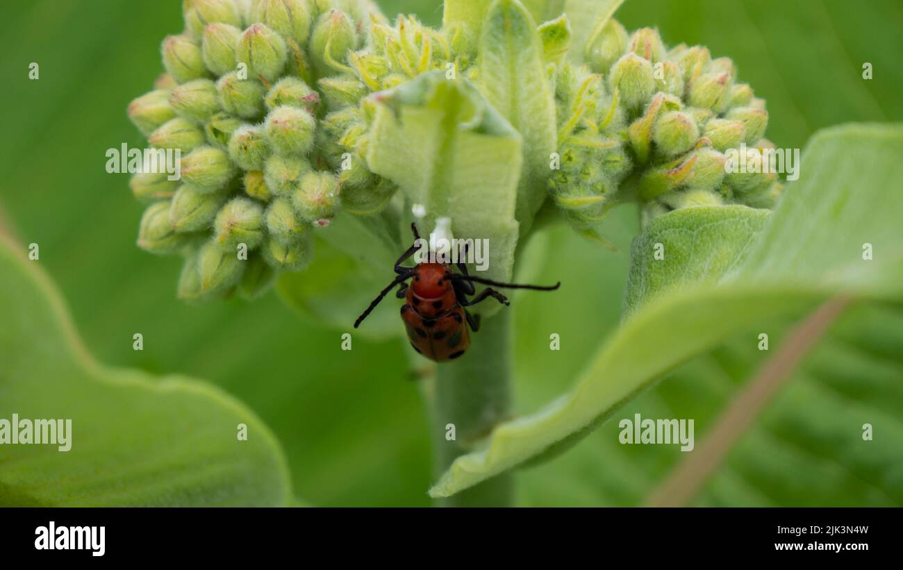 Close-up of a red milkweed beetle drinking the white sap from a milkweed plant that is growing in a field on a warm summer day in June. Stock Photo