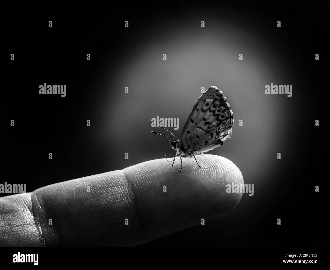 Close-up black and white portrait of a tiny spring azure butterfly that is resting on a human finger with a blurred background. Stock Photo
