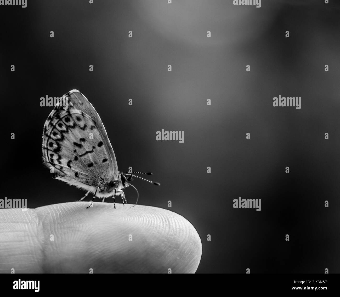 Close-up black and white portrait of a tiny spring azure butterfly that is resting on a human finger with a blurred background. Stock Photo
