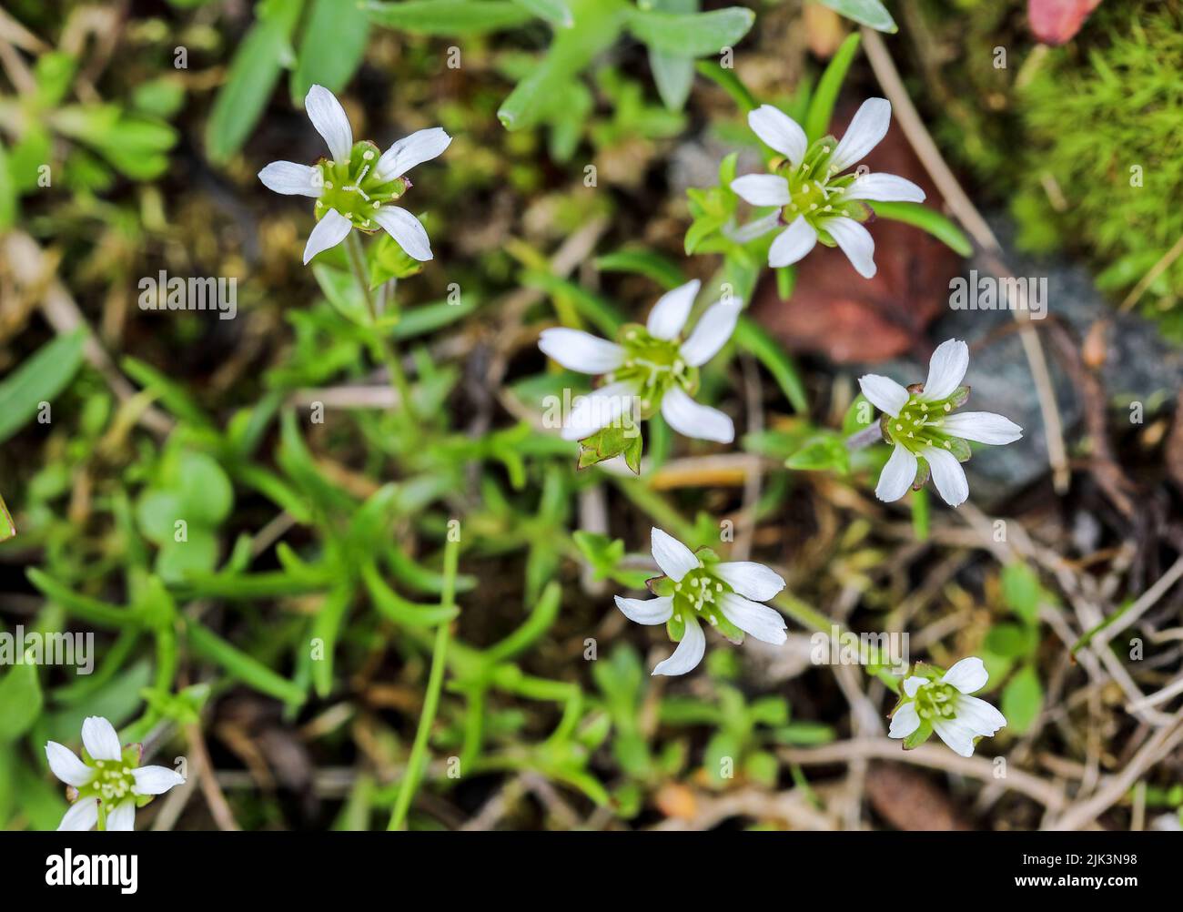 Mountain stichwort flowering Stock Photo