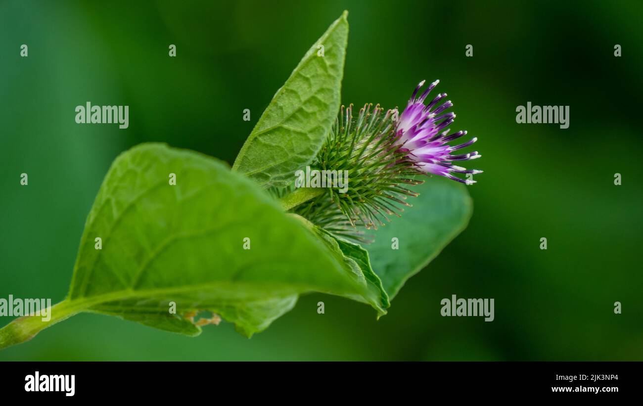 Close-up of the purple flower on a lesser burdock plant that is growing in a forest on a warm summer day in july with a blurred background. Stock Photo