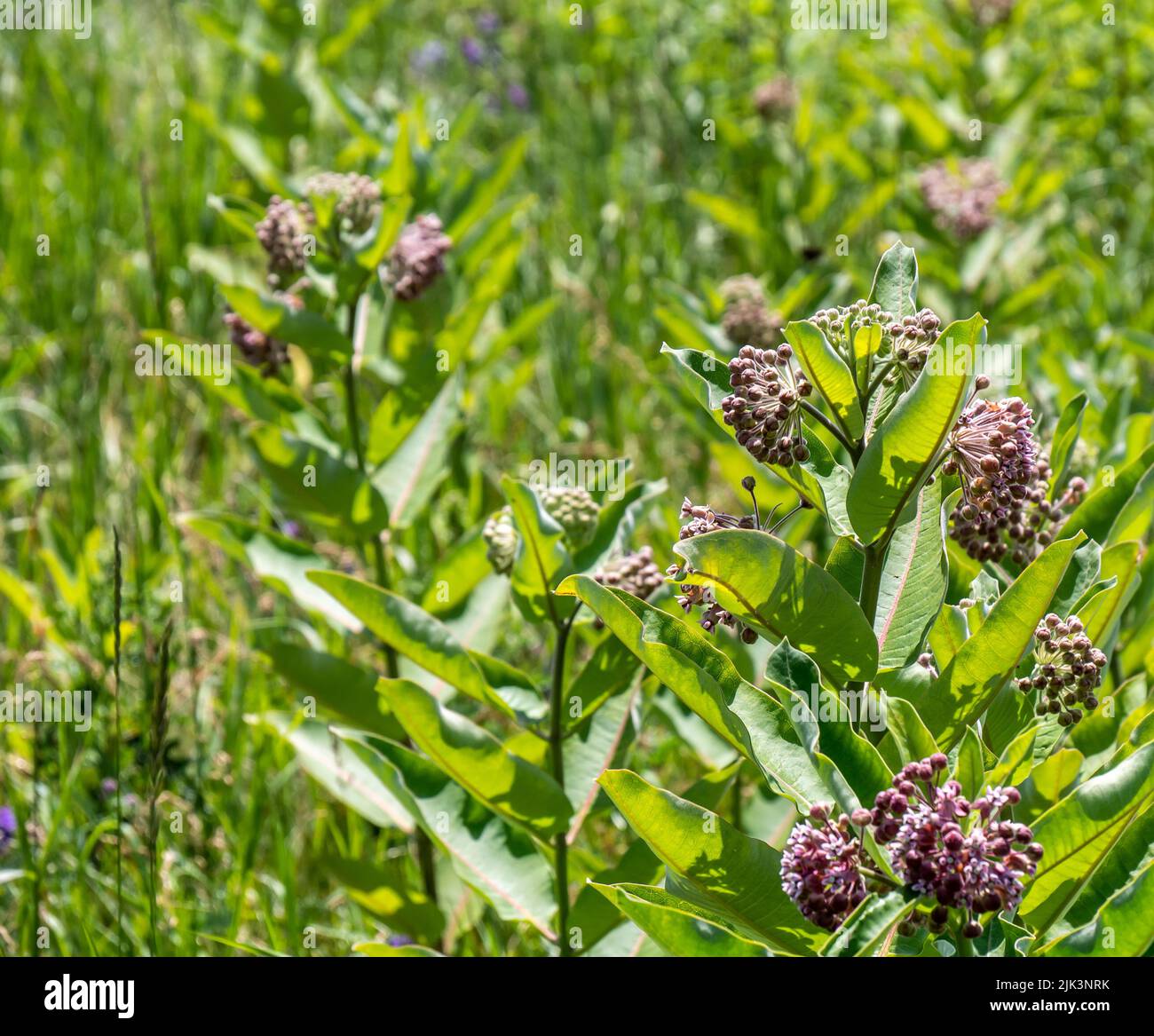 Close-up of the purple flowers on a milkweed plant in bloom that is growing in a field on a warm summer day in July with a blurred background. Stock Photo