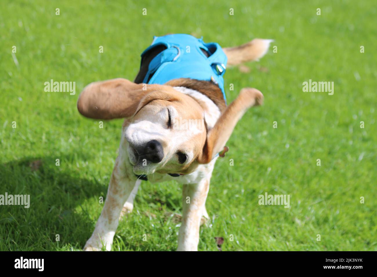 Beagle having a good shake Stock Photo - Alamy
