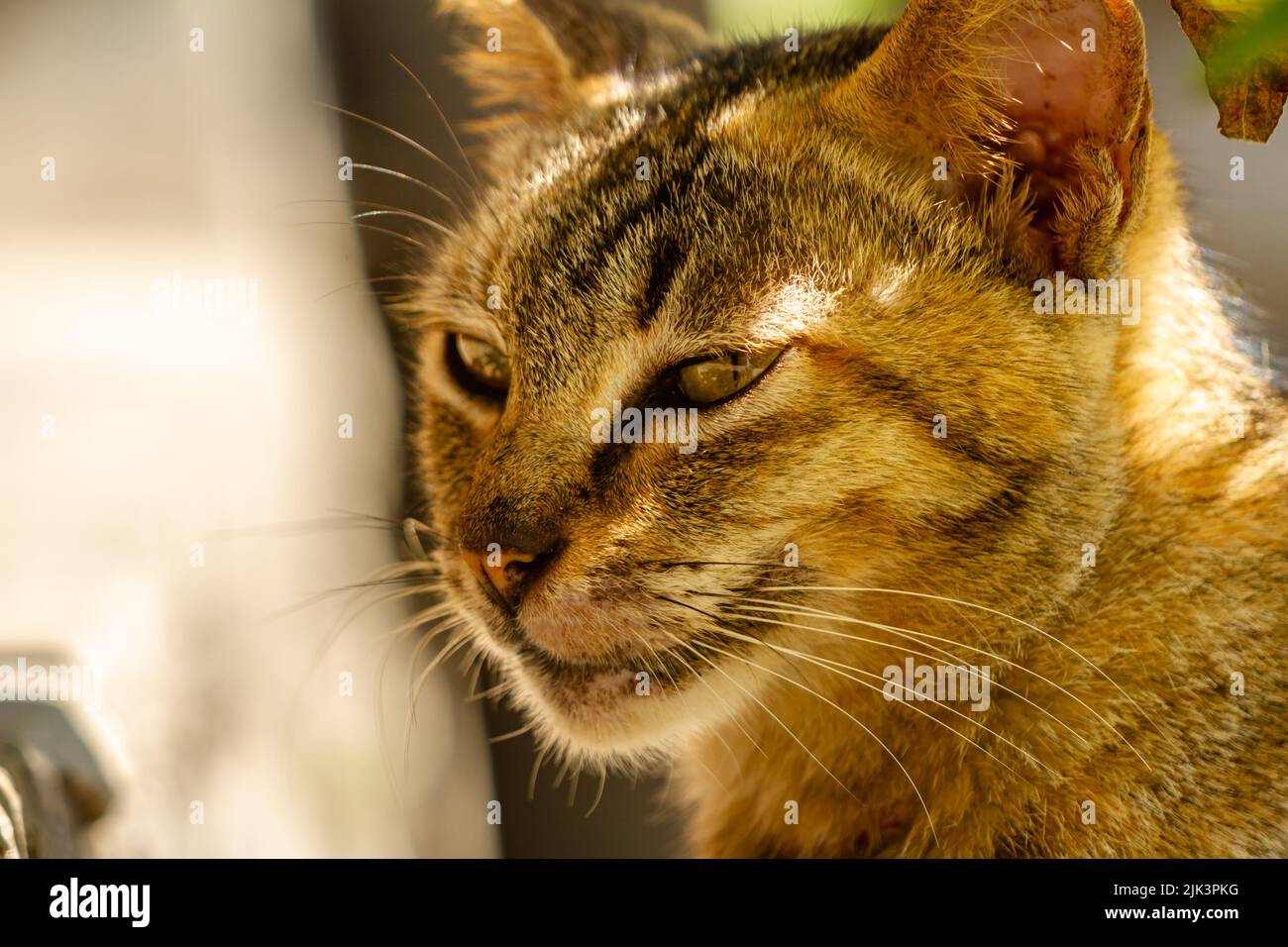Close up A cat with a combination of black, orange, and brown colors, a pet that is trending in Muslim society Stock Photo