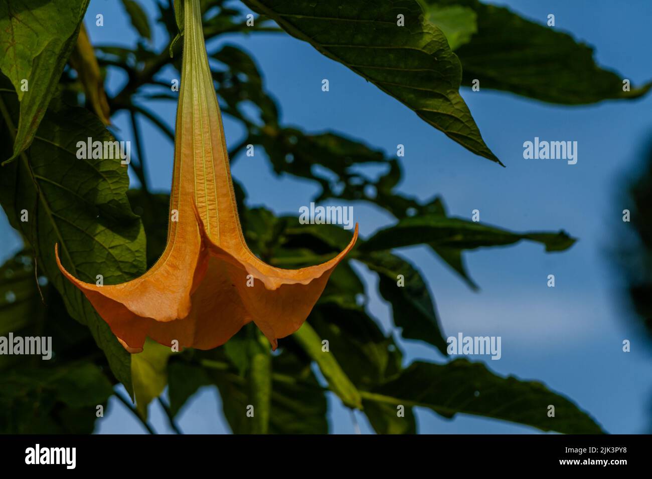 The flowers of the Datura Metel plant that are in bloom are a combination of ivory and orange, growing in the yard for decoration Stock Photo