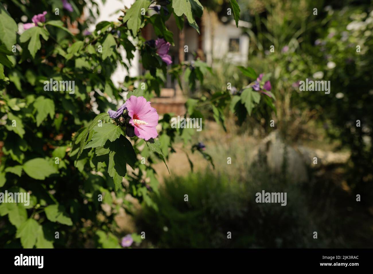 Shallow depth of field (selective focus) details with hollyhocks plant and flowers. Stock Photo