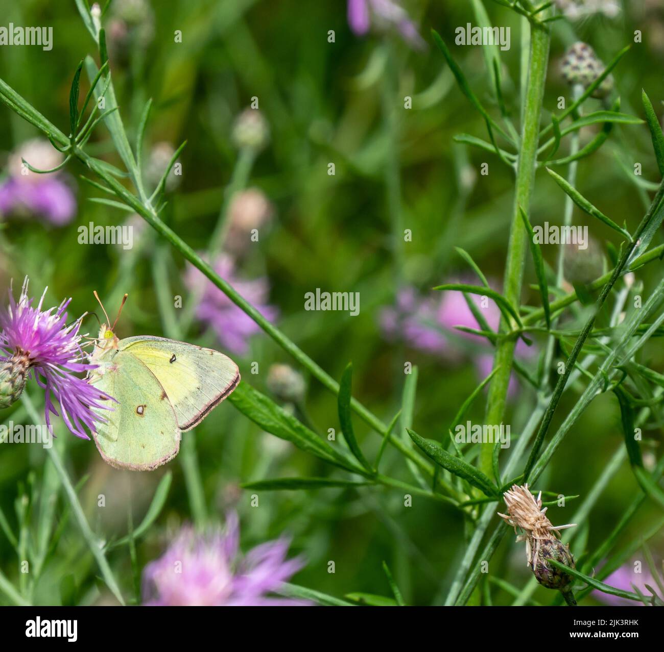 Close-up of a clouded sulphur butterfly collecting nectar from the purple flower on a creeping thistle plant that is growing in a field. Stock Photo