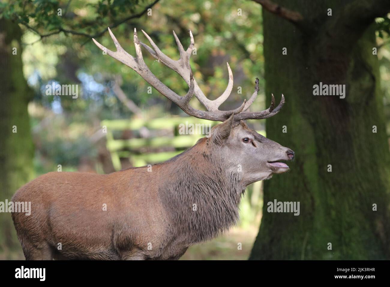 Red Deer Stag Rutting season Stock Photo