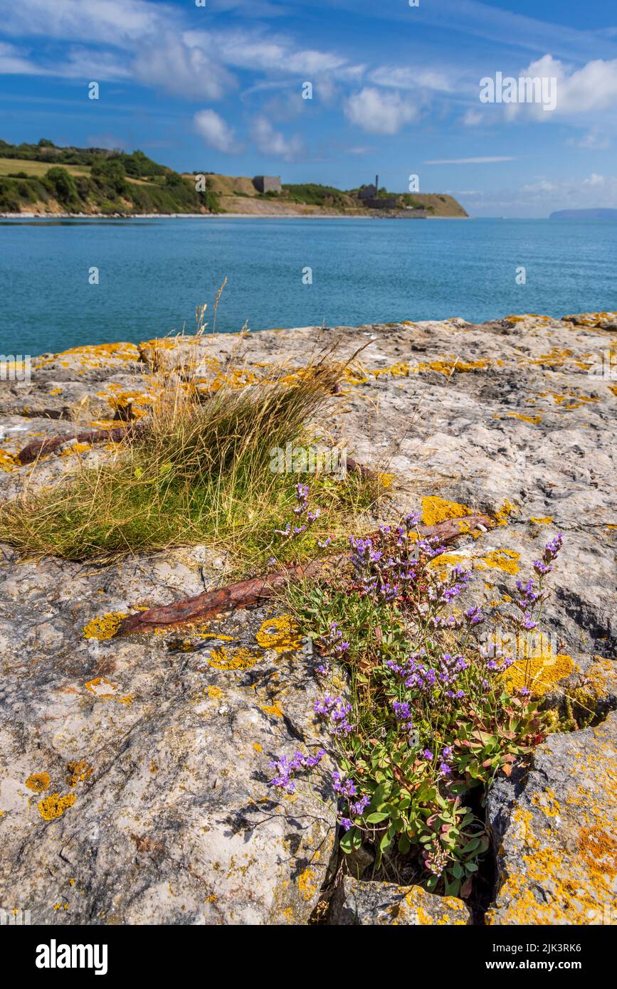 Wildflowers on the old Penmon Quay with Penmon Quarry on the Menai Strait, Isle of Anglesey, North Wales Stock Photo