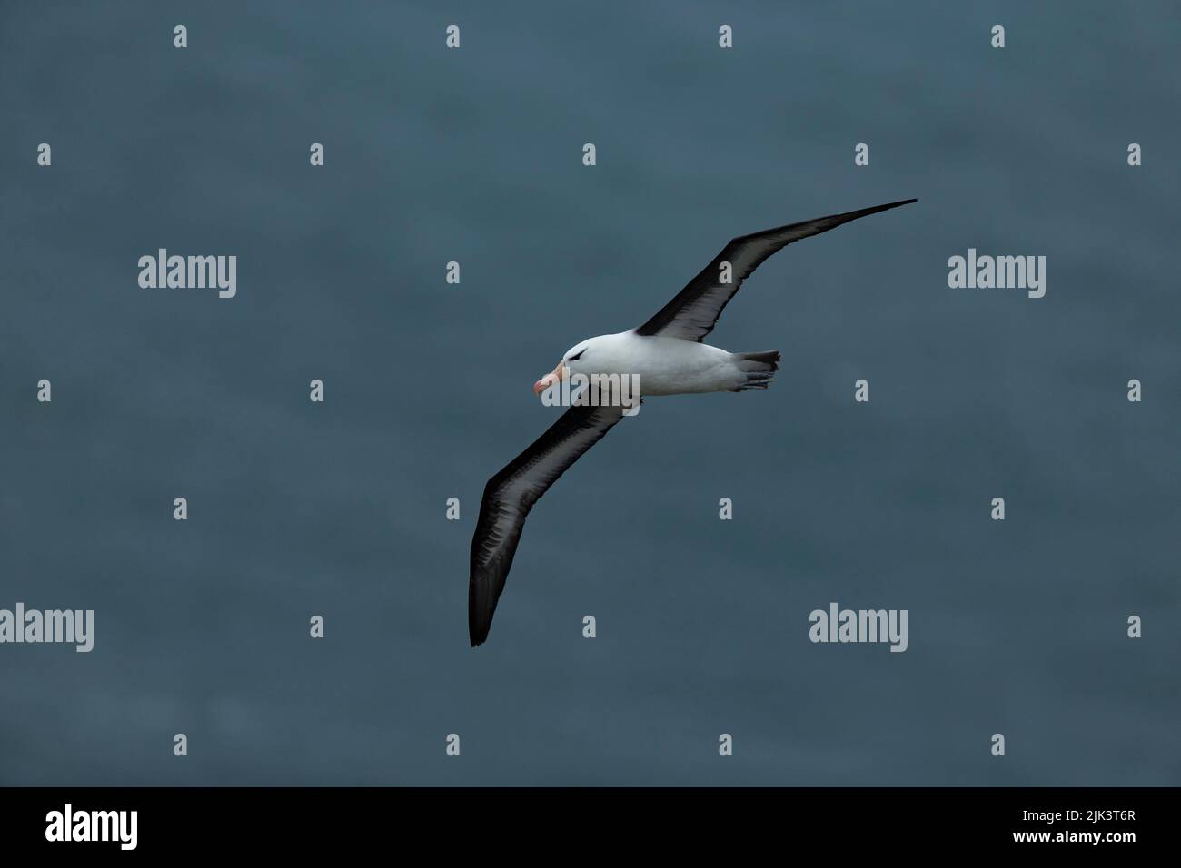 Black-browed albatross Thalassarche melanophris, adult in flight, Bempton Cliffs, East Riding of Yorkshire, UK, September Stock Photo