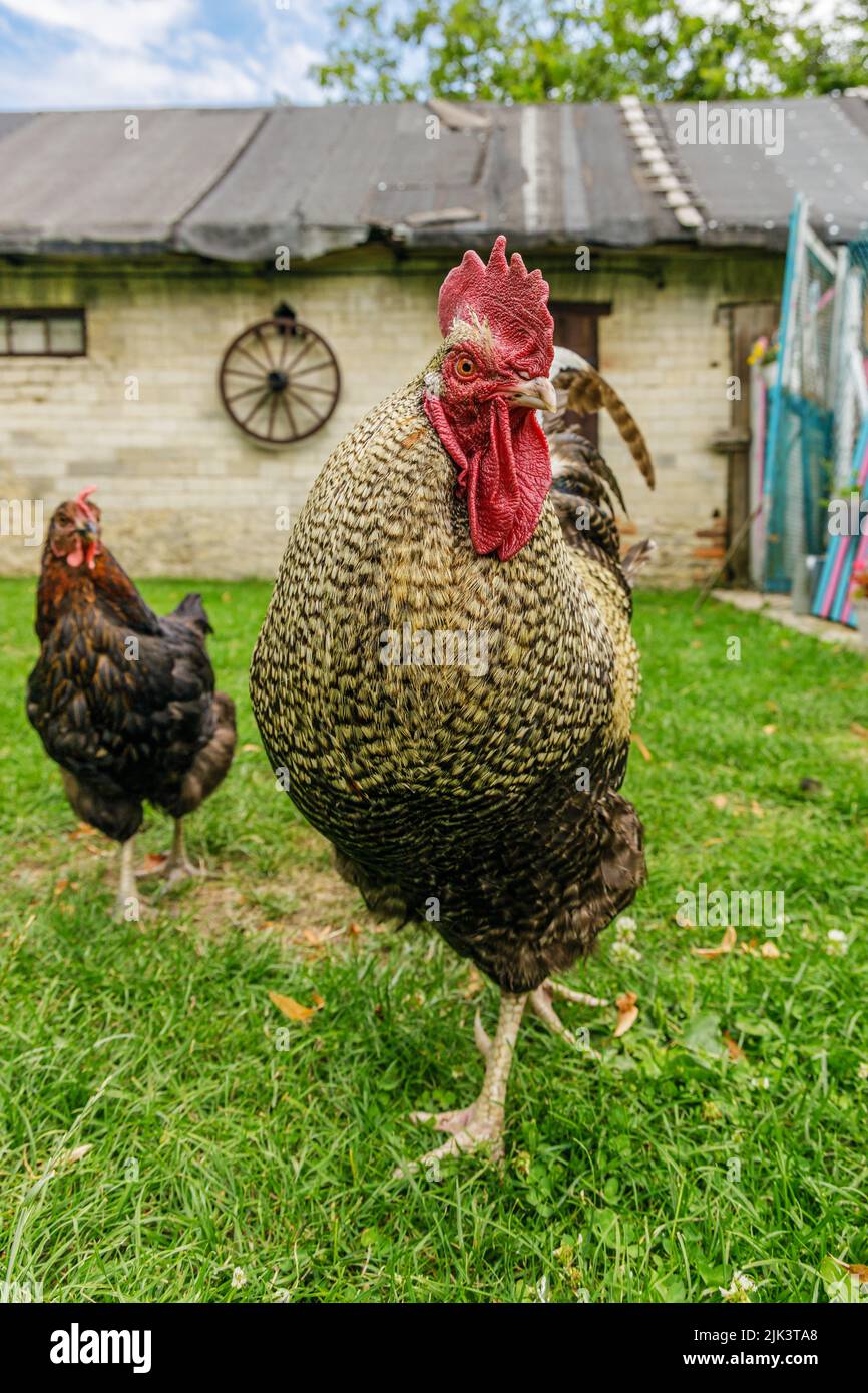 Rooster on backyard against farm building, dynamic rural scene Stock Photo