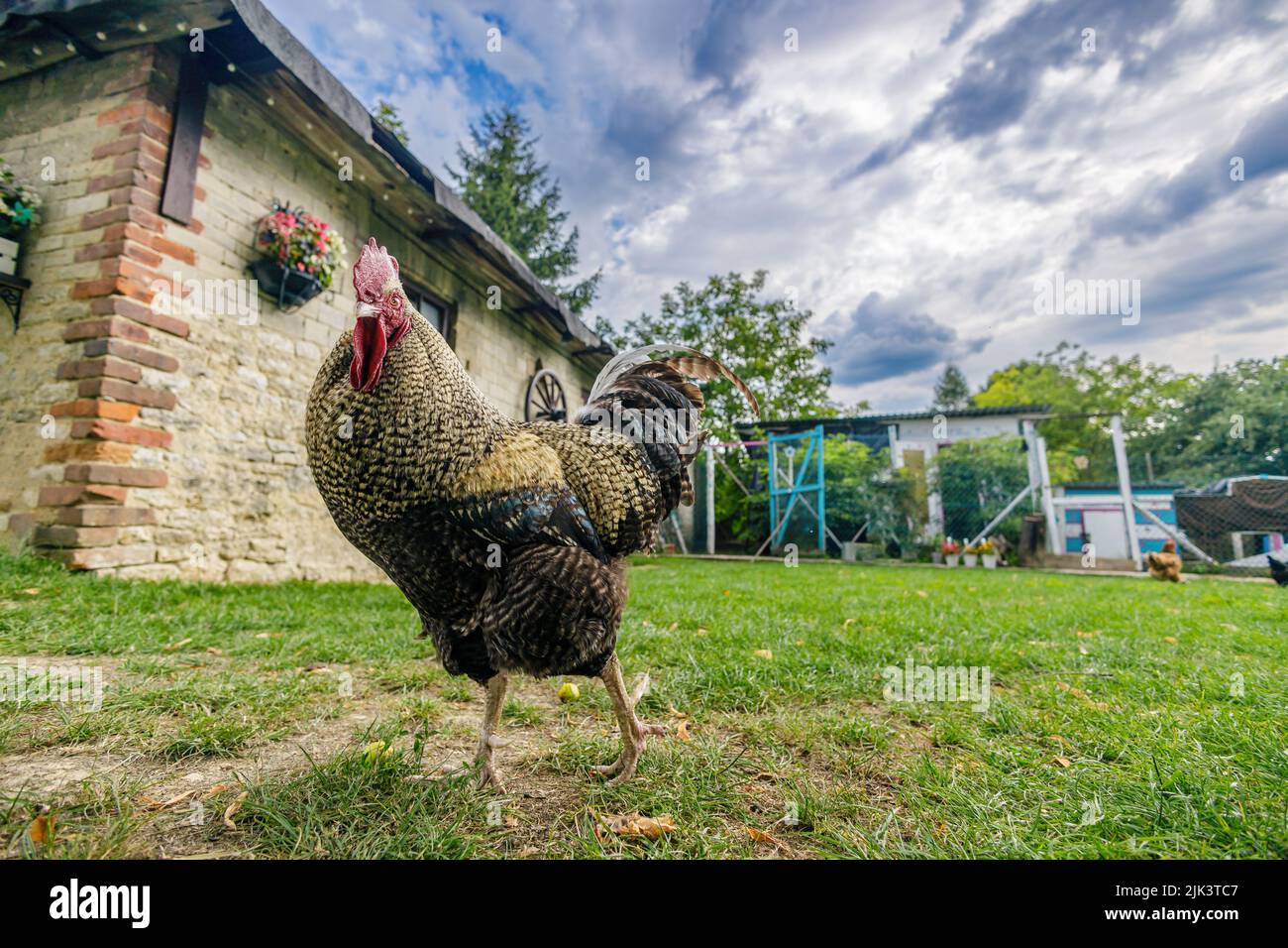 Rooster on backyard against farm building, dynamic rural scene Stock Photo