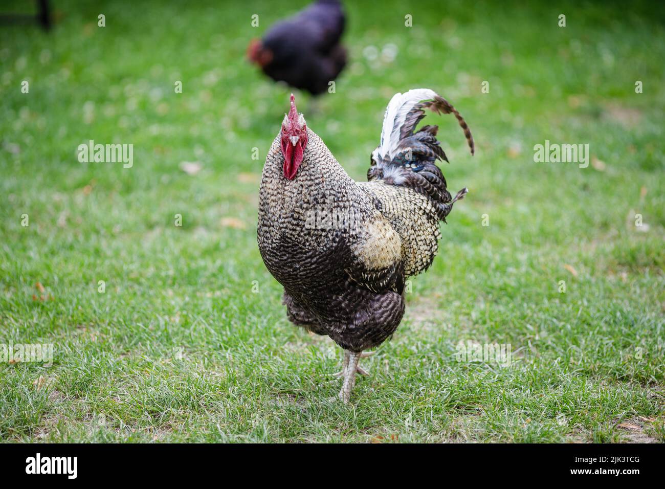Rooster on backyard, rural scene Stock Photo