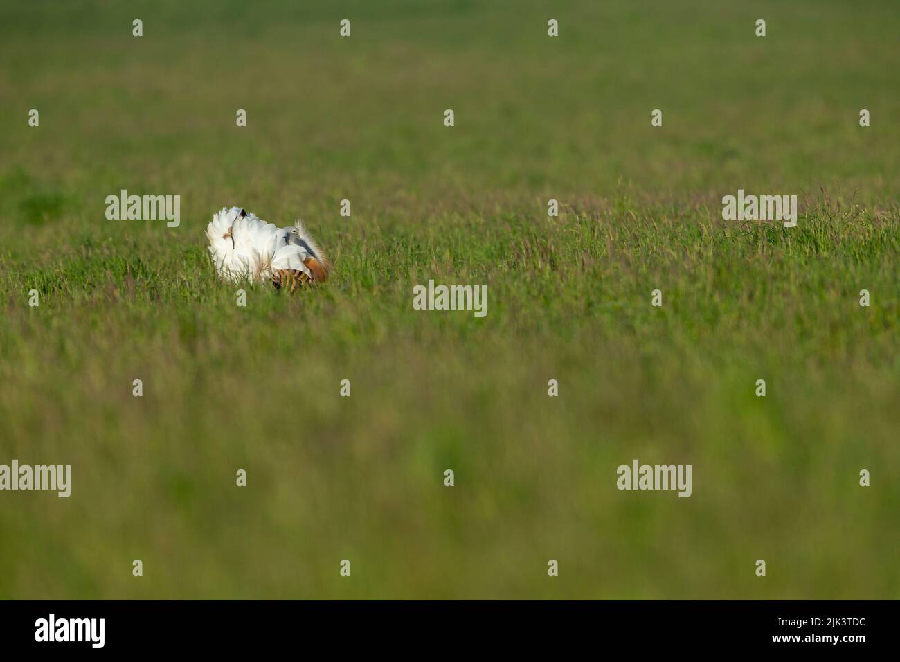 Great bustard Otis tarda, adult displaying, Salisbury Plain, Wiltshire, UK, April Stock Photo