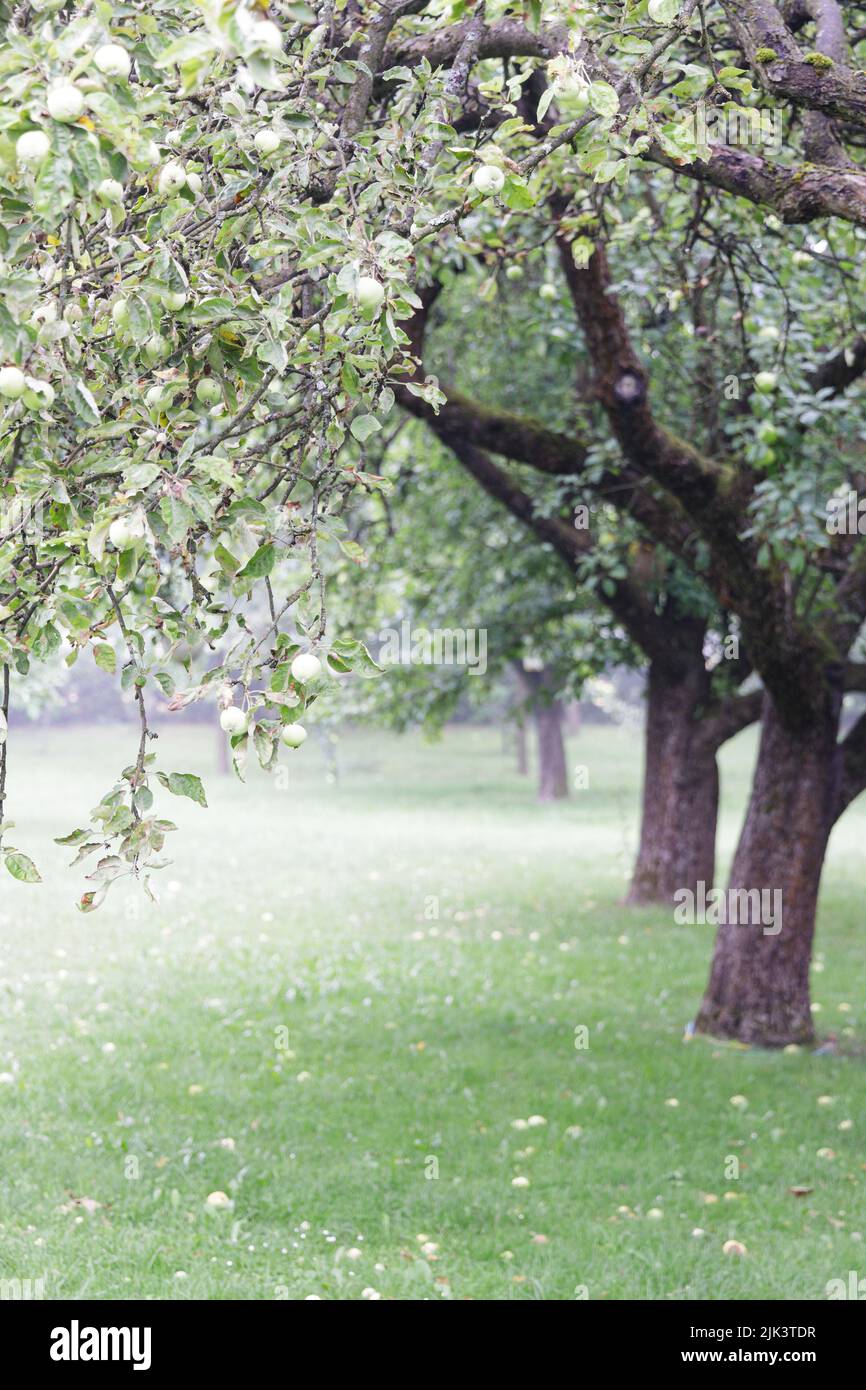 Moody apple orchard Stock Photo