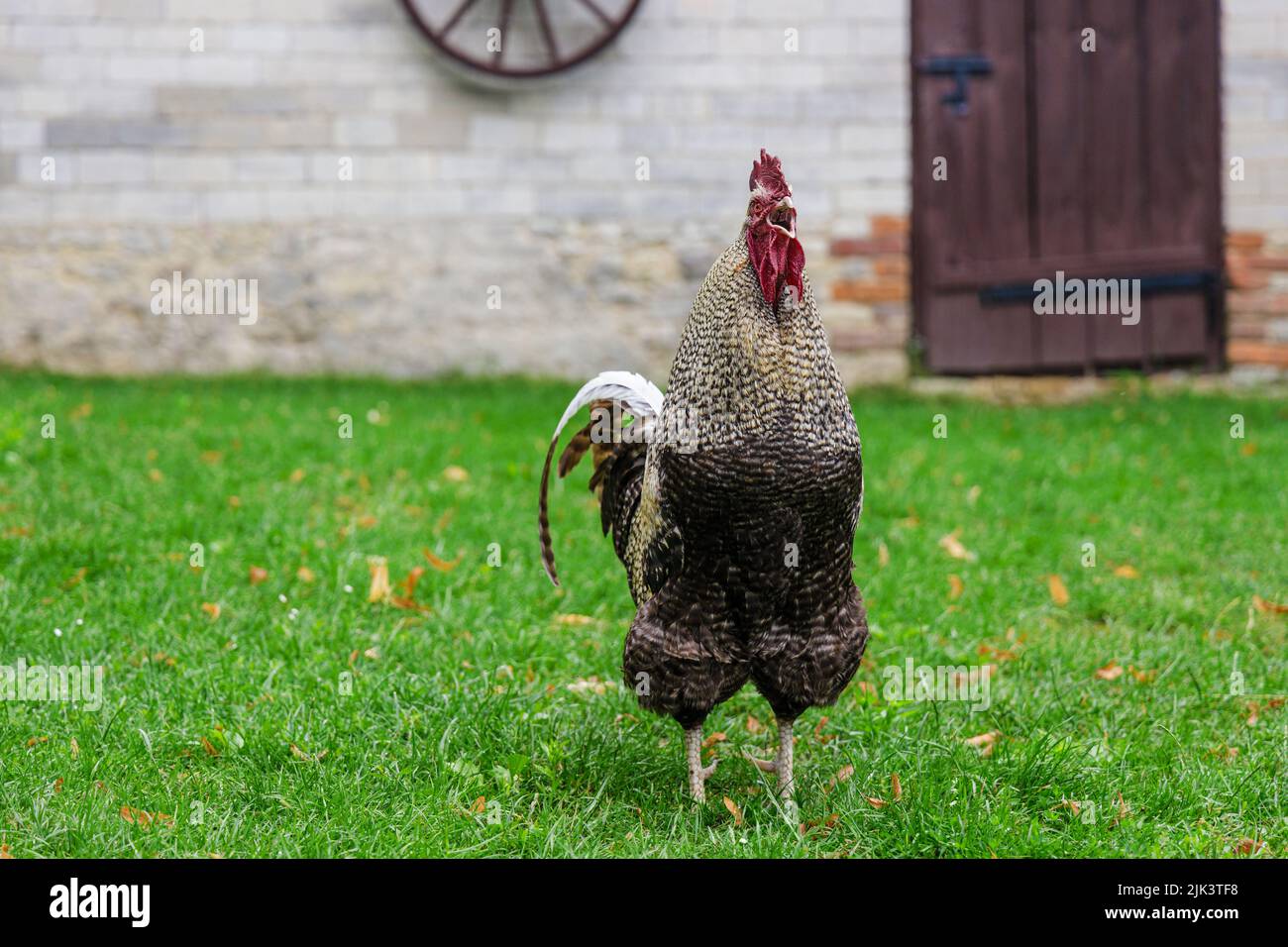 Crowing rooster on backyard against farmbuilding, rural scene Stock Photo