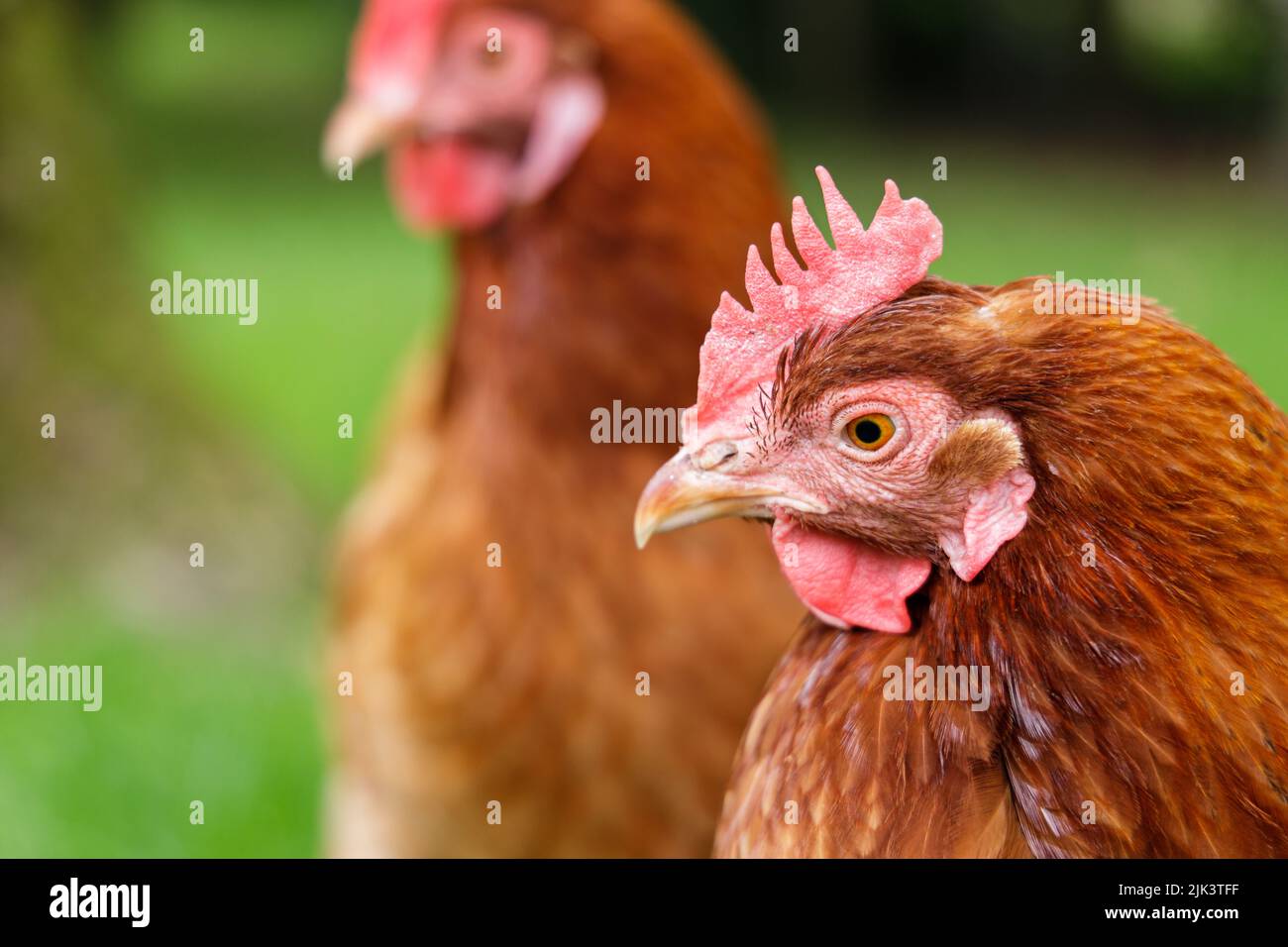 Rhode Island Red chicken closeup Stock Photo