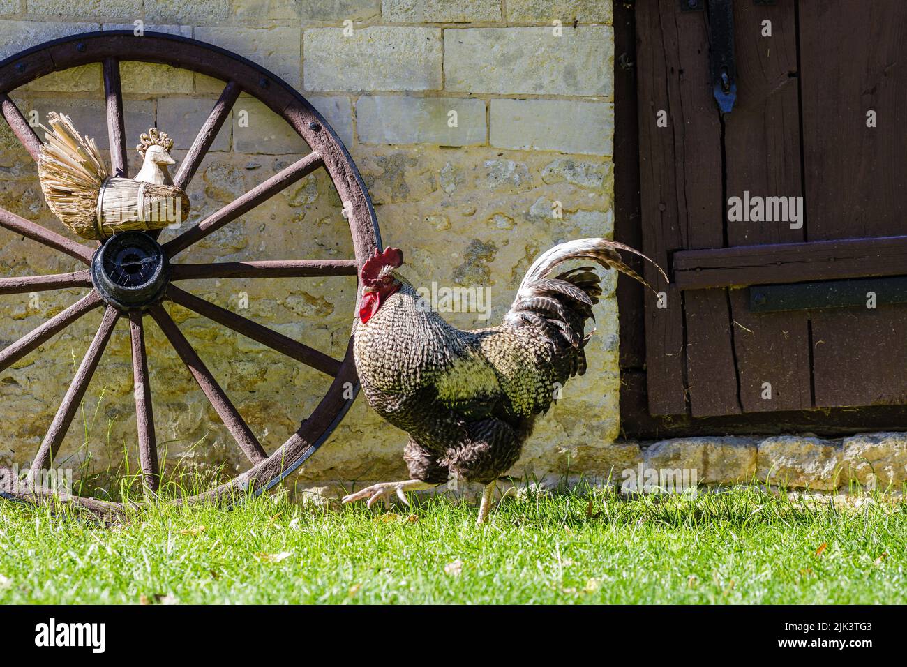 Rooster walking on backyard against brick wall, rural scene Stock Photo