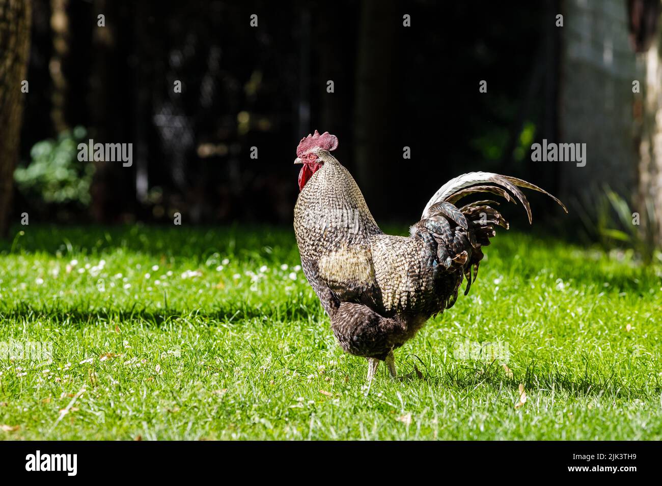 Rooster on backyard, rural scene Stock Photo