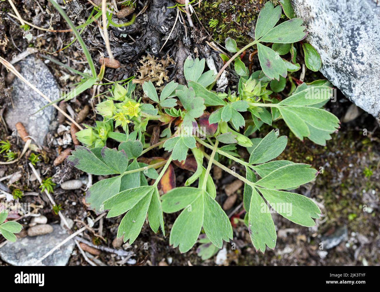 Creeping sibbaldia Stock Photo