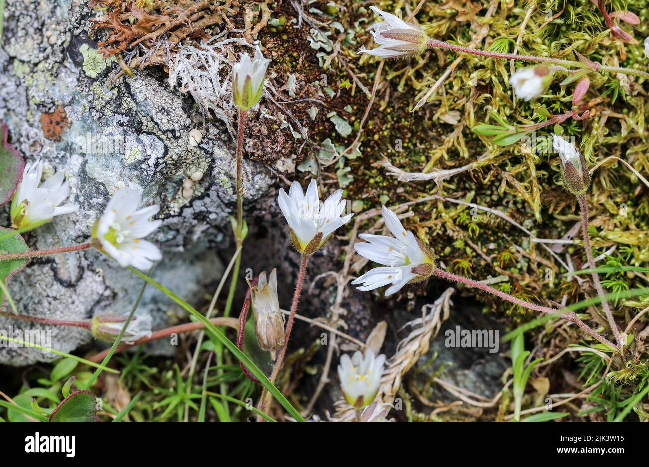 Mountain chickweed flowering Stock Photo