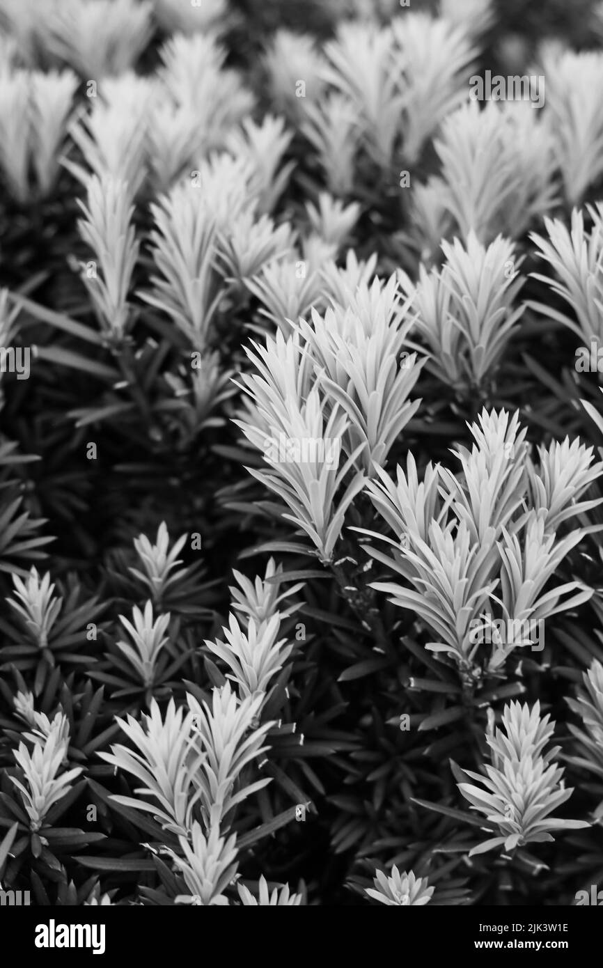 new growth pine needles on a conifer tree branch in black and