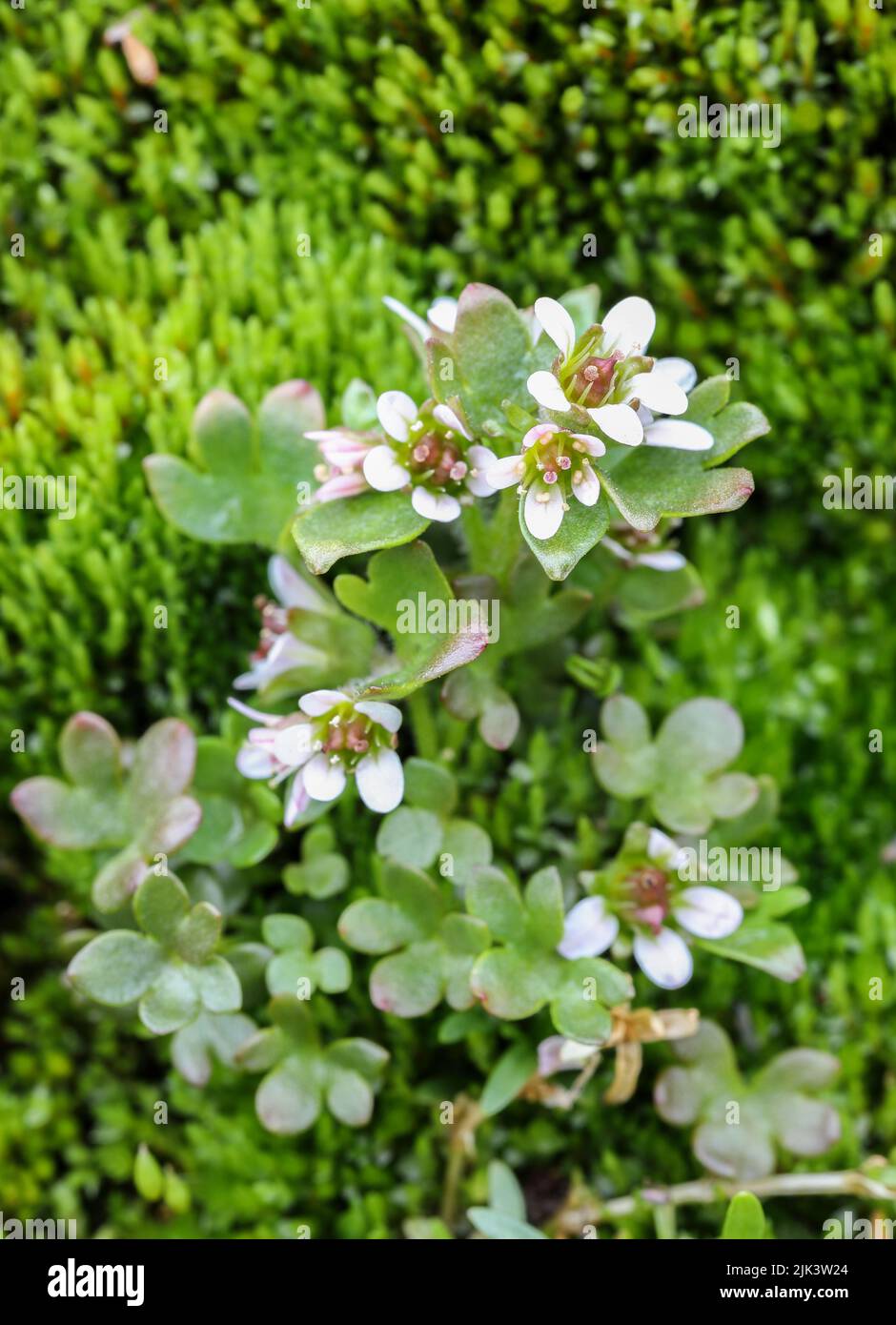 Alpine brook saxifrage Stock Photo