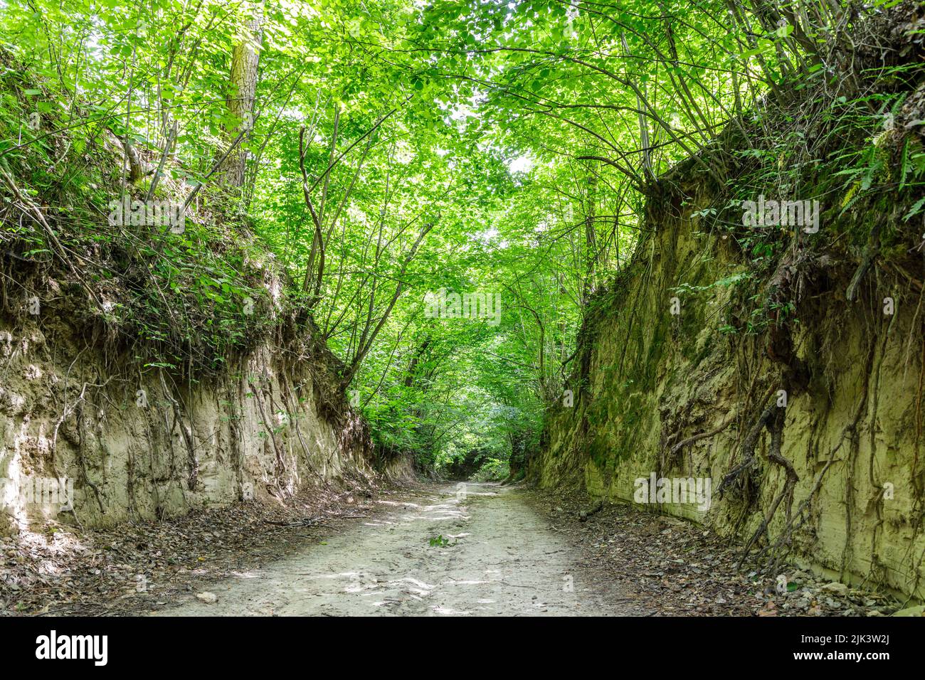 Ravine covered by green forest Stock Photo