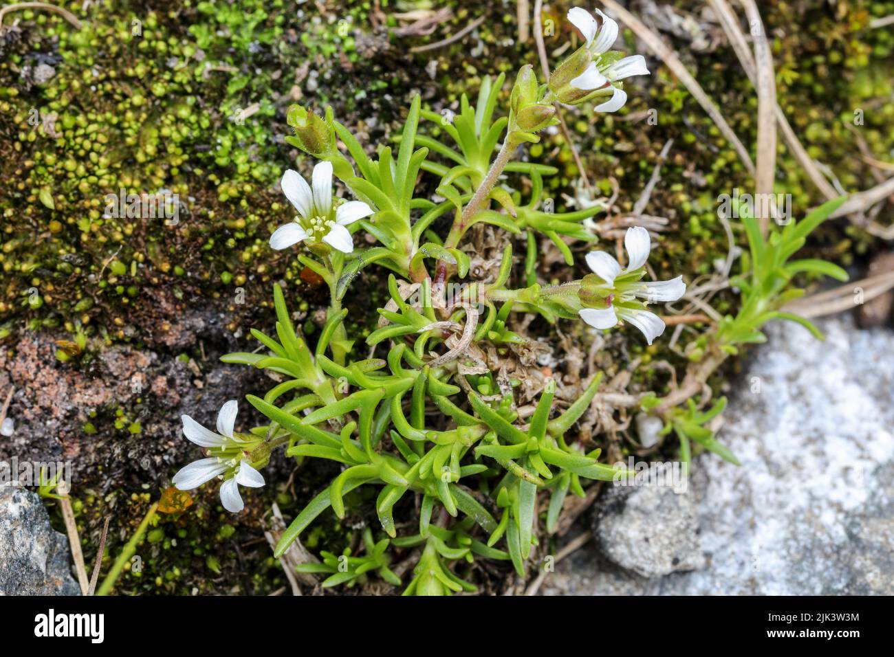 Mountain stichwort flowering Stock Photo