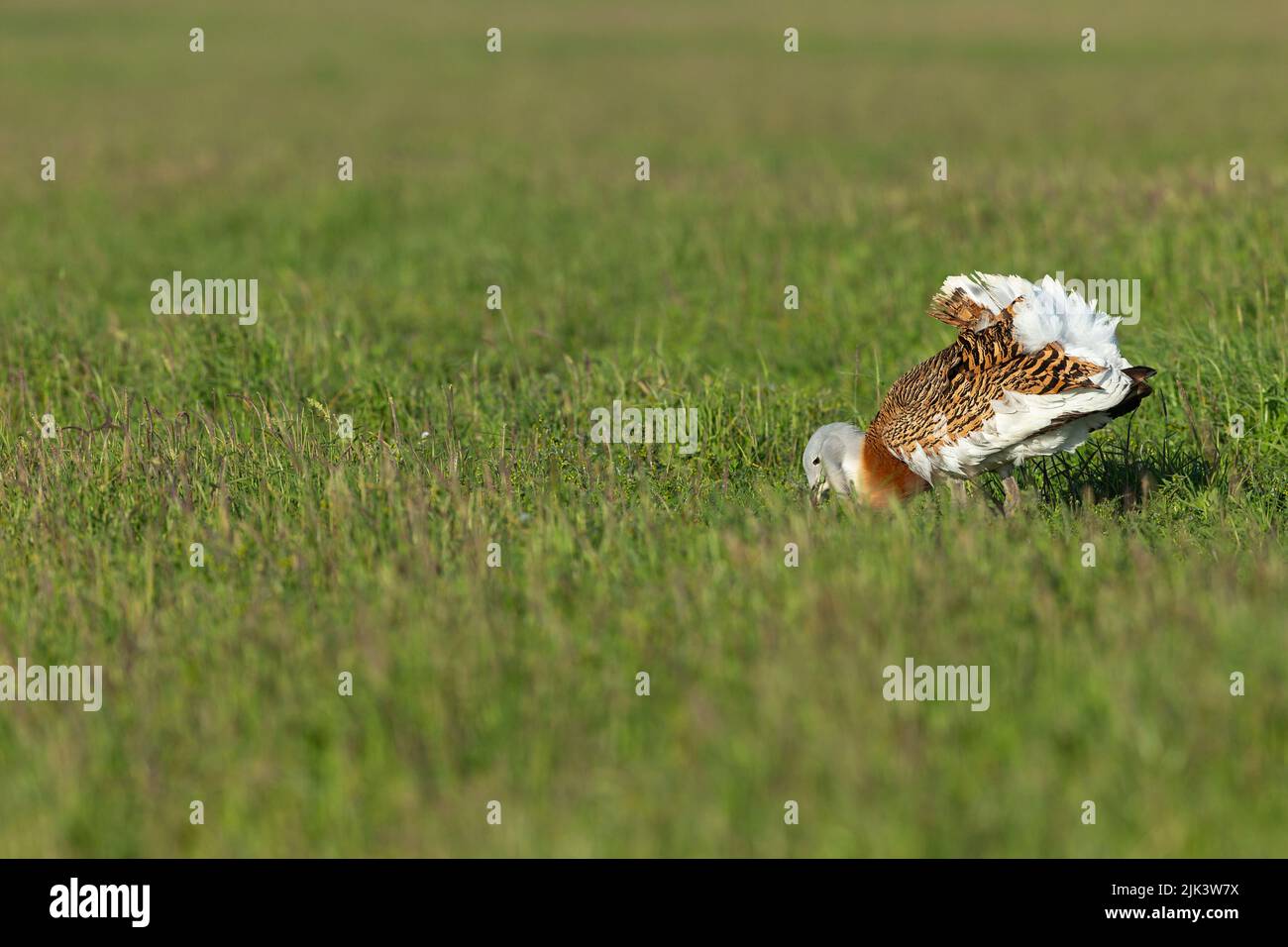 Great bustard Otis tarda, adult male feeding, Salisbury Plain, Wiltshire, UK, April Stock Photo