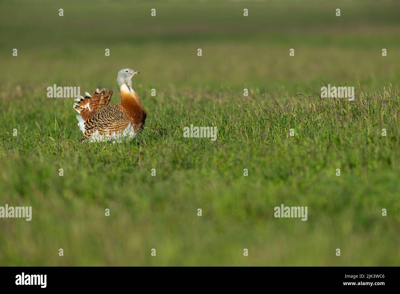 Great bustard Otis tarda, adult displaying, Salisbury Plain, Wiltshire, UK, April Stock Photo