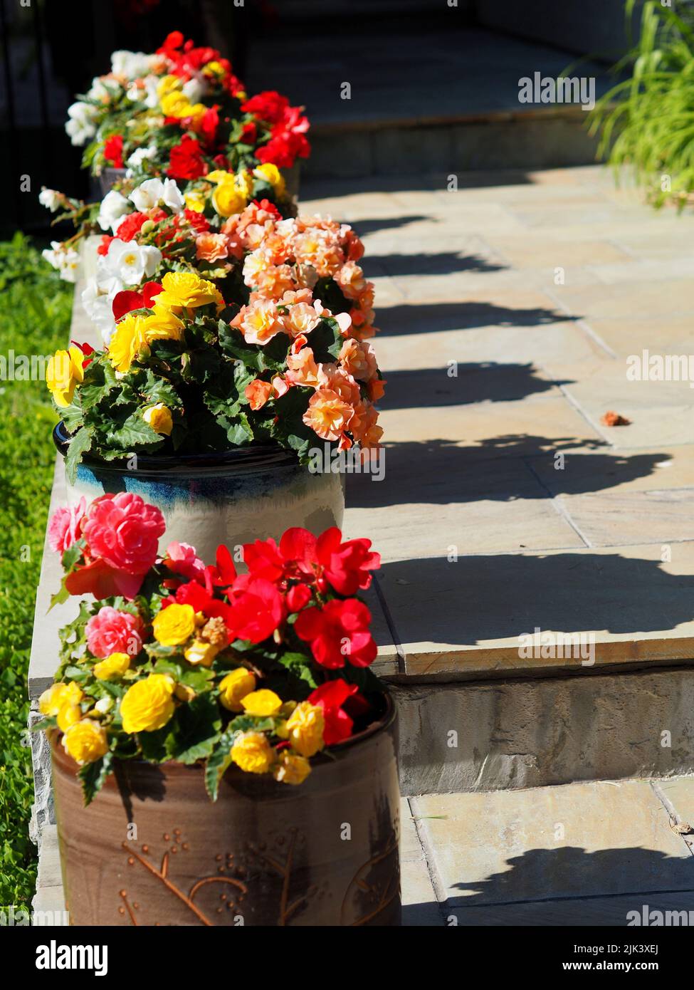 Fantastic multi-colored Begonia (Begonia evansiana) display (in pots) on the front path of a house in Ottawa, Ontario, Canada. Stock Photo